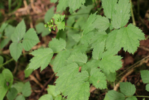 Baneberry-Plant-with-unripe-fruit