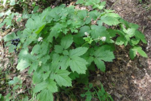 Baneberry-Plant