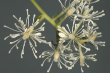 Closer-view-of-Flower