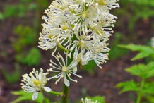 Flower-of-Baneberry-plant