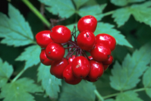 Red-baneberry