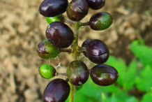 Ripe-fruit-on-the-plant