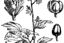 Sketch-of-Baneberry-plant