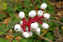 White-Baneberry