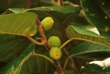 Unripe-fruits-of-Banyan-Tree