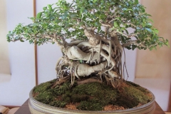 Banyan-Tree-as-ornamental