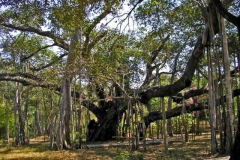 Banyan-Tree-growing-wild