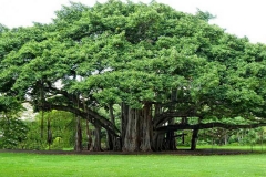 Banyan-tree