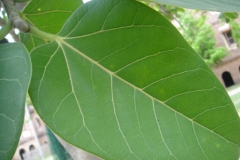 Closer-view-of-Leaf-of-banyan-tree