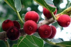 Fruit-of-Banyan-tree