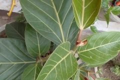 Leaves-of-Banyan-Tree
