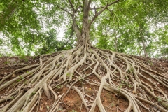 Roots-of-banyan-Tree