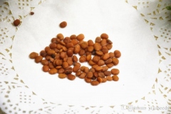 Seeds-of-Banyan-tree