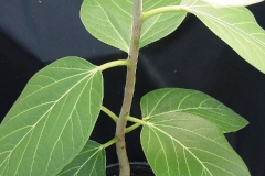Small-banyan-plant