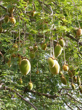 Baobab-Fruit-on-the-tree