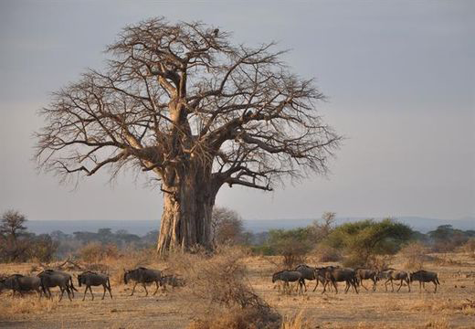 Baobab-Tree-without-leaves