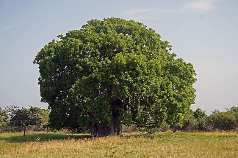 Baobab-Tree