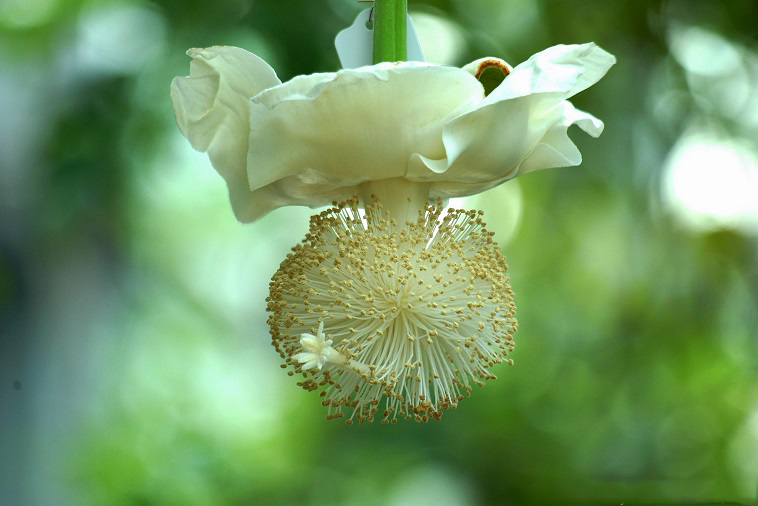 Closer-view-of-Flower-of-Baobab-plant