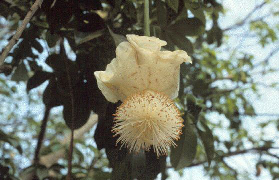 Flower-of-Baobab-plant