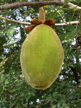 Fruit-of-Baobab