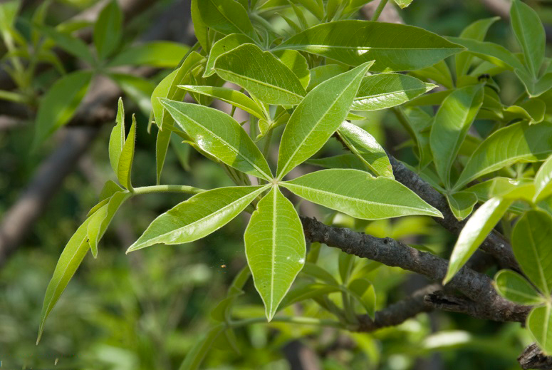 Leaves-of-Baobab-plant