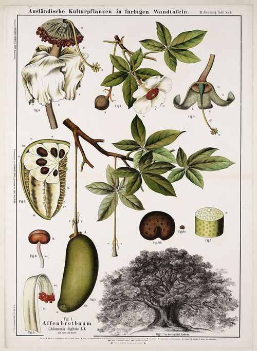 Plant-Illustration-of-Baobab-plant