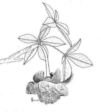 Sketch-of-Baobab-plant