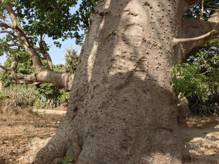 Trunk-of-Baobab-plant