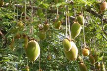 Baobab-Fruit-on-the-tree
