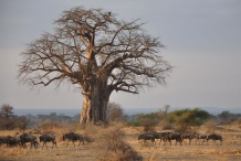 Baobab-Tree-without-leaves