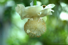 Closer-view-of-Flower-of-Baobab-plant