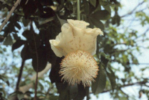 Flower-of-Baobab-plant