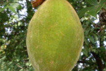 Fruit-of-Baobab