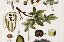Plant-Illustration-of-Baobab-plant