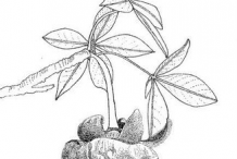 Sketch-of-Baobab-plant