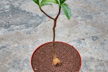 Small-Baobab-plant