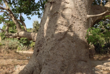 Trunk-of-Baobab-plant