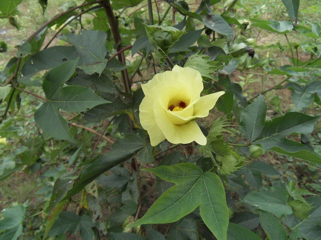 Barbados-cotton-plant