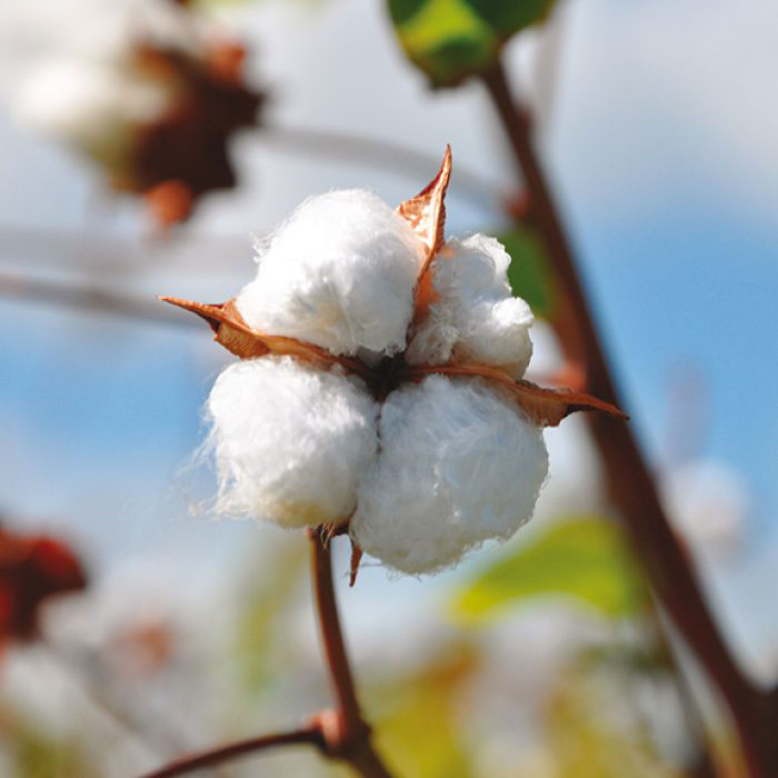 Barbados-cotton