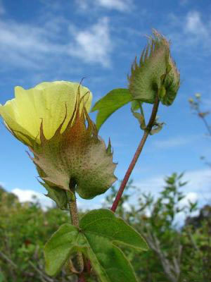 Flower-of-Barbados-cotton