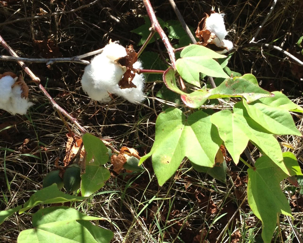 Leaves-of-Barbados-cotton