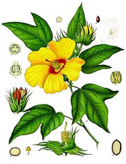 Plant-Illustration-of-Barbados-cotton