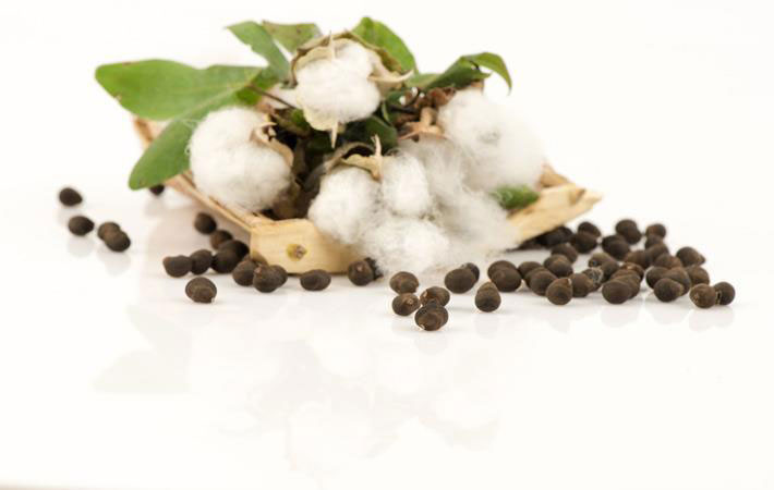 Seeds-of-Barbados-cotton
