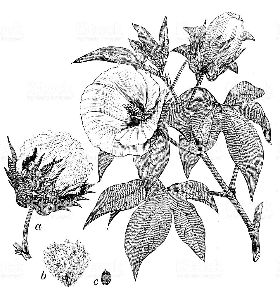 Sketch-of-Barbados-cotton