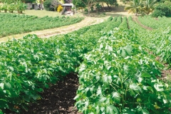Barbados-cotton-farming