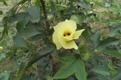 Barbados-cotton-plant