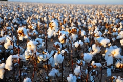 Barbados-cotton-ready-for-harvesting