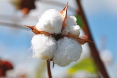 Barbados-cotton