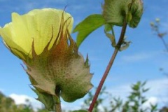 Flower-of-Barbados-cotton