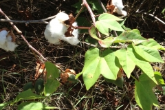 Leaves-of-Barbados-cotton